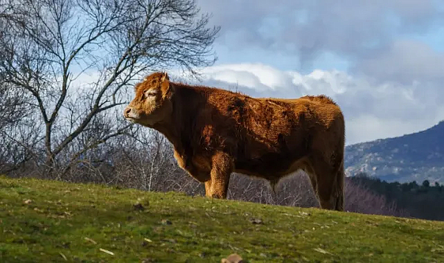 2024 Kurban Bayramı Ne Zaman?
