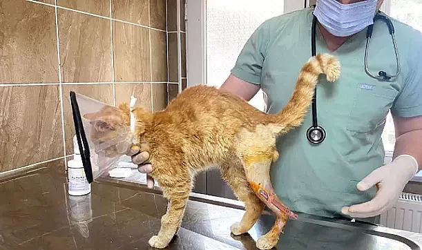 Canlarımıza İyi Bakıyor ve Onları Tedavi Ediyoruz