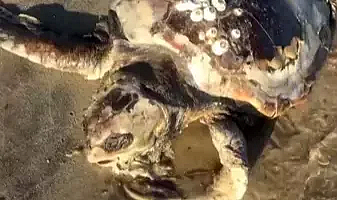 Edirne’de sahile ölü caretta caretta vurdu