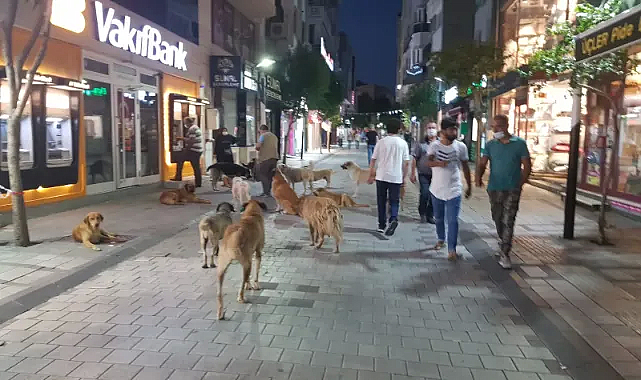 Erdoğan’dan Sokak Hayvanları İçin Açıklama