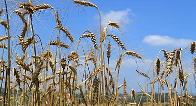 Buğdayda Fiyatlar Bir An Önce Revize Edilmelidir