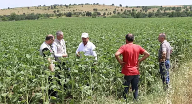 Edirne'deki dolu yağışı; 1000 dekar ekili alan zarar gördü
