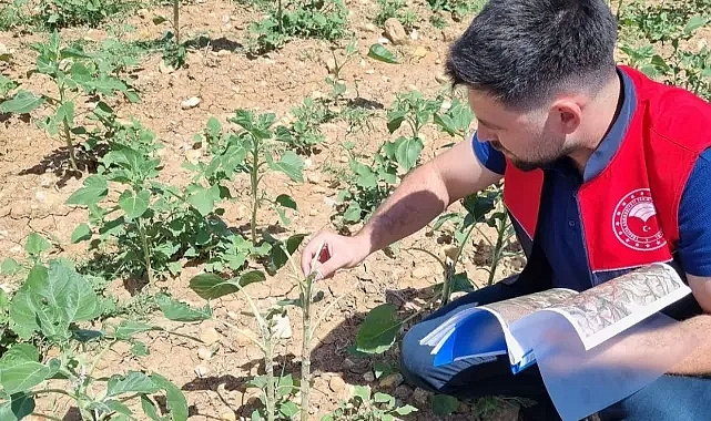 Kırklareli’de Dolu Yağışı Sonrası Hasar Tespiti Çalışmaları Sürüyor