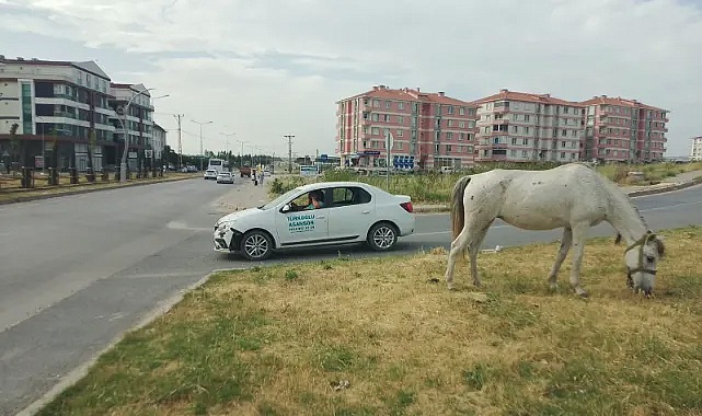 Kırklareli’ndeki Başıboş At Sorununda Çözüm Arayışı Sürüyor