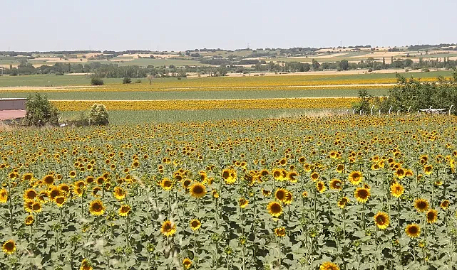 Trakya'nın Sarı Gelin'i Pınarhisar Ovalarını Sarıya Boyadı
