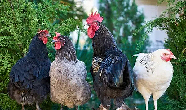 Türkiye'de Tavuk Eti Üretimi Nisan Ayında Geriledi