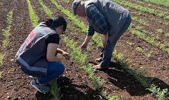 Vize’de Nohut Ekim Alanlarına Yakın Takip: %75 Hibeli Proje ile Büyük Başarı!