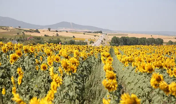 Edirne’de sarıya bürünen ayçiçeği tarlaları, Saros’a giden tatilcilere görsel şölen sunuyor