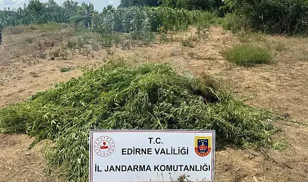 Edirne’de tarlada 16 bin 500 kök Hint keneviri ele geçirildi