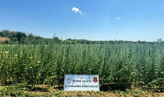 Edirne'de tarlada 2 milyon 65 bin kök Hint keneviri ele geçirildi