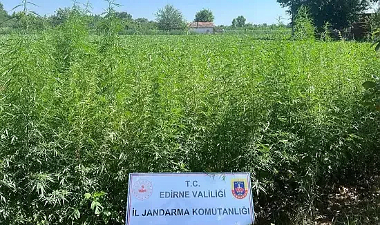 Edirne'de tarlada 6 bin kök Hint keneviri ele geçirildi