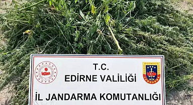 Evin bahçesinde 9 bin 492 kök Hint keneviri ele geçirildi