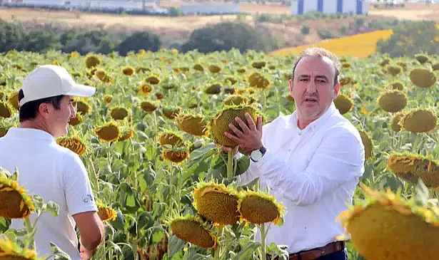 ‘Kuraklığa dayanıklı yerli ve milli ayçiçeği tohumu 300 bin dekara ekildi’