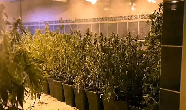 Tekirdağ'da iş yerinde bin 973 kök skunk ve 16 kilo esrar ele geçirildi