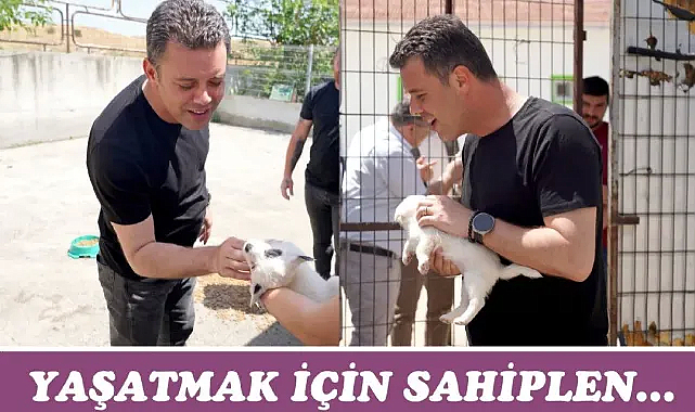 Başkan Sarıkurt´tan Sokak Hayvanları Hakkında Önemli Açıklama
