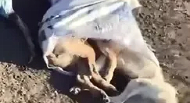Çöplükte 15 ölü köpek bulundu; belediye başkanından suç duyurusu