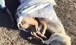 Çöplükte 15 ölü köpek bulundu; belediye başkanından suç duyurusu