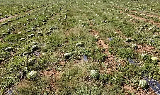 Dolunun zarar verdiği 700 dönüm karpuz tarlada kaldı; toplama maliyetli, nakliye pahalı
