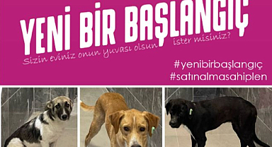 Sevimli Dostlarımız Yeni Bir Başlangıç İçin Sizi Bekliyor!