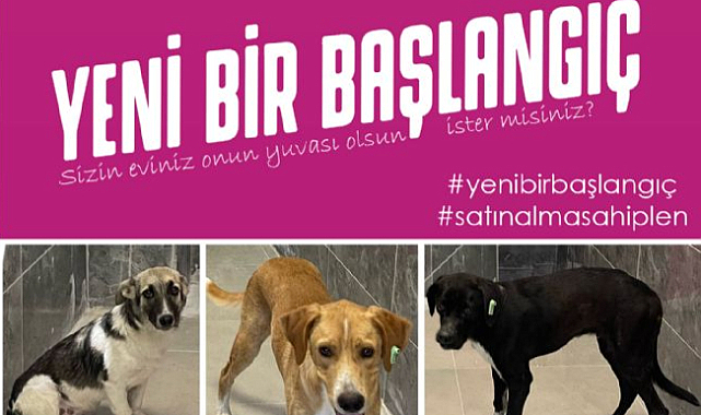 Sevimli Dostlarımız Yeni Bir Başlangıç İçin Sizi Bekliyor!