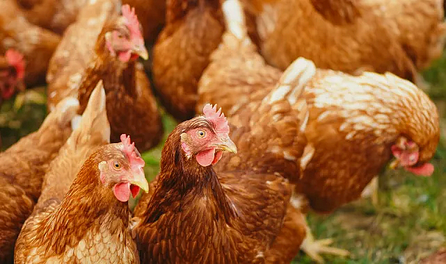 Kümes Hayvancılığı Üretiminde Artış Devam Ediyor: Tavuk Eti ve Yumurta Üretimi Yükseldi