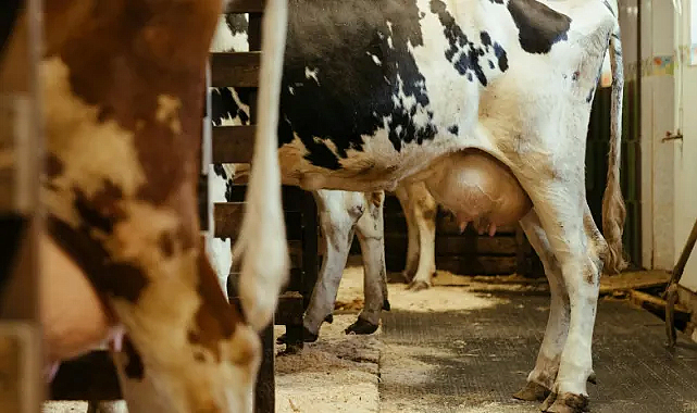 Türkiye'de Ticari Süt Üretiminde Haziran Ayında Düşüş Yaşandı