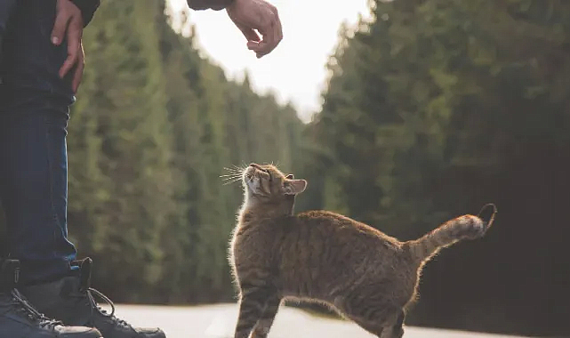 Uluslararası Kedi Günü: Kedilerin Gizemli Dünyası, Hayatımızdaki Yeri ve Önemi