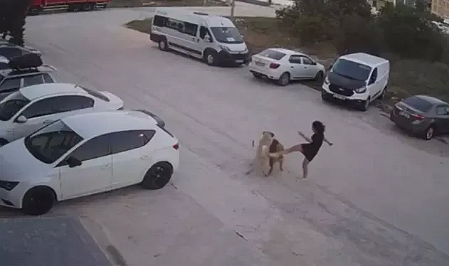 Sokak köpeğinin saldırısına uğrayan köpeğini kurtardı; o anlar kamerada