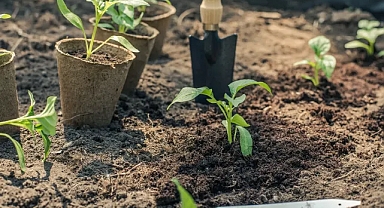 Ekim Ayında Hangi Sebzeler Ekilir ve Dikilir? Sonbahar Bahçeniz İçin İpuçları!