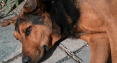 Kırklareli'de Sokak Hayvanlarının Ölümü Üzerine Başkan Derya Bulut'tan Açıklama