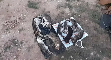 Kırklareli'nde barınakta 17 kedi ve köpek öldü; adli, idari soruşturma başlatıldı