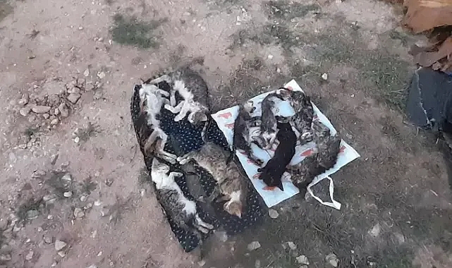 Kırklareli'nde barınakta 17 kedi ve köpek öldü; adli, idari soruşturma başlatıldı