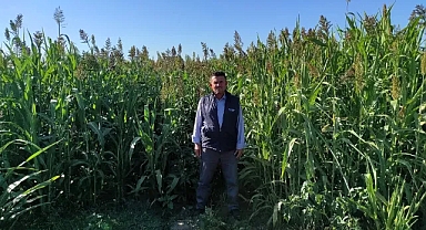 Kırklareli'nde Sorgum-Sudanotu ile Tarımda Yeni Bir Dönem
