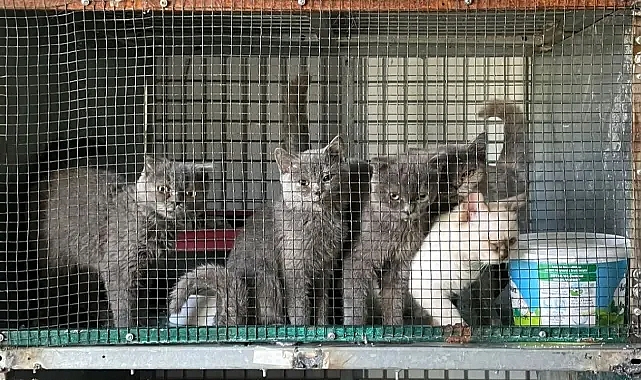 Lüleburgaz'da Kaçak Kedi Yetiştiriciliğine Rekor Ceza!