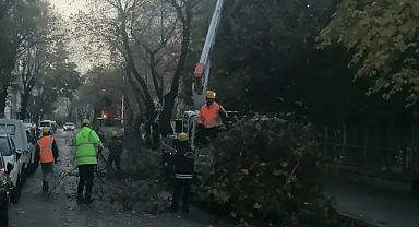 Kırklareli Belediyesi'nden İstiklal Caddesi'nde Ağaç Budama Çalışması