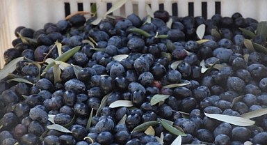 Şarköy Zeytin Hasadı Etkinliği