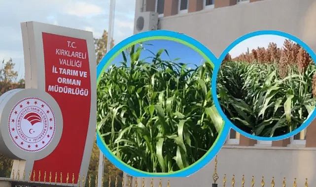 Kırklareli'nde Silajlık Sorgum-Sudan Otu Tohumu Desteği Başlıyor