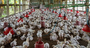 Tavuk Eti Üretimi Ekim Ayında Yüzde 6,3 Arttı