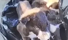Edirne'de yavru köpekler poşet içinde çöpe atıldı; 2 gözaltı