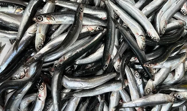 Karadeniz Hamsisi İğneada'da Bereket Saçıyor