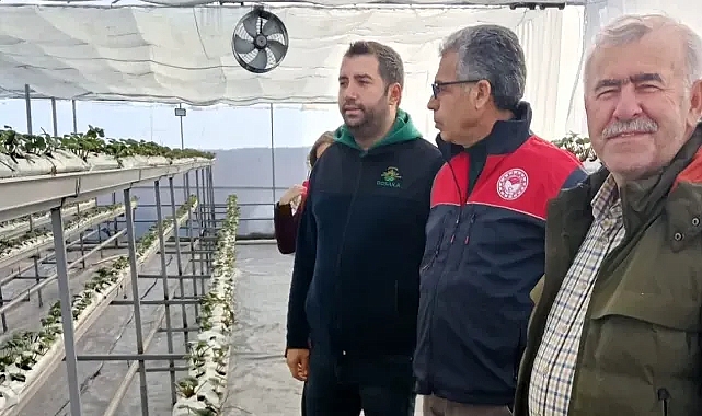 Lüleburgaz'da Modern Seralarda Çilek Üretimi Başladı