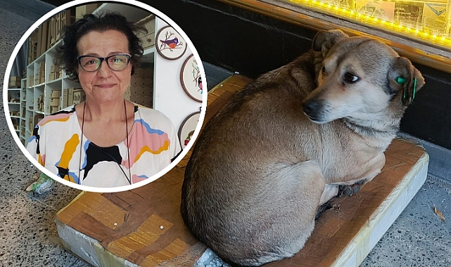 Meltem Dağlı: "Sokak Hayvanları İçin Daha Etkin Çözümler Şart!"