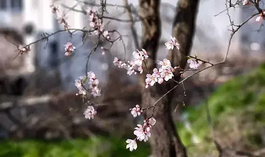 Edirne'de 'yalancı bahar'a aldanan meyve ağaçları çiçek açtı