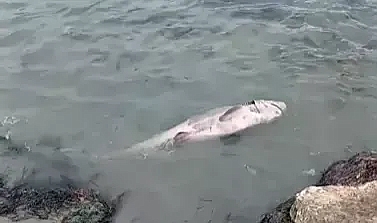 Şarköy'de ölü köpek balığı kıyıya vurdu