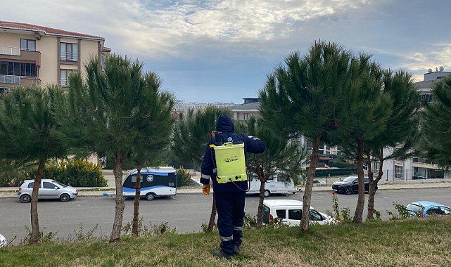 Süleymanpaşa Belediyesinden Çam Kese Böceği ile Etkin Mücadele