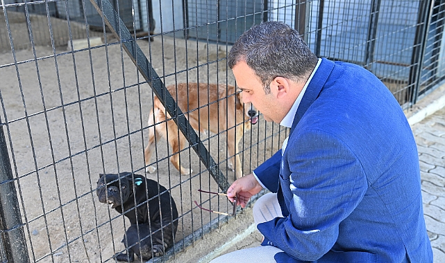 Süleymanpaşa Belediyesinden Sokak Kedilerine Şefkat Eli