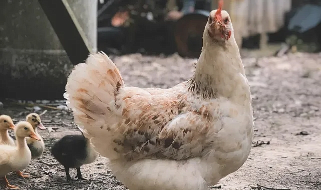 Türkiye'de Tavuk Eti ve Yumurtası Üretiminde Önemli Değişiklikler