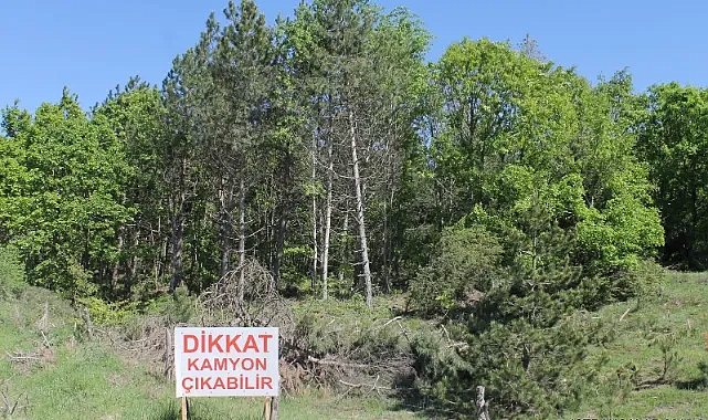 3 Mart Dünya Yaban Hayatı Günü: Koruma ve Farkındalık Zamanı!