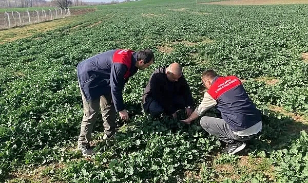 Kırklareli'nde Tarımsal Takip: Kanola Gözlemleri ve Süne Survey Çalışmaları Sürüyor