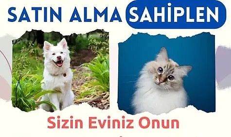 Vize Belediyesi'nden Sokak Hayvanları İçin Sahiplendirme Çağrısı